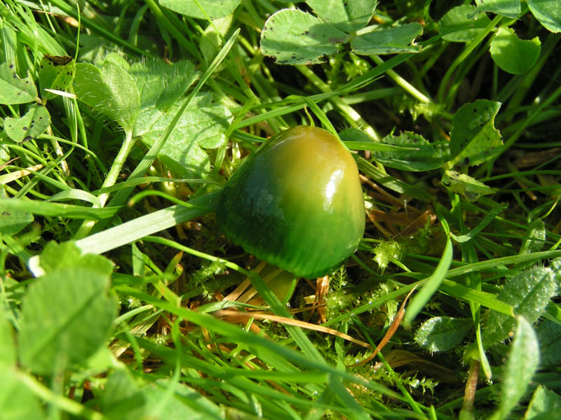 Hygrocybe psitticina Hygrocybe psitticina